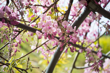 藤の花