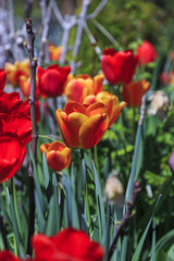 Beautiful tulips, fresh spring flowers