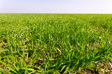 Obraz premium spring green field