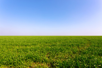 spring green field