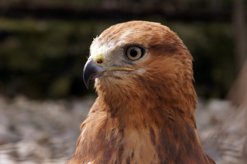 Merlin (Falco columbarius) portrait. Carnivore bird in nature