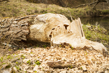 Fototapeta premium Trees in woods gnawed by beavers