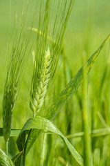 Wheat in a field in the italian countryside