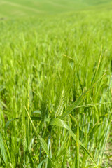 Wheat in a field in the italian countryside