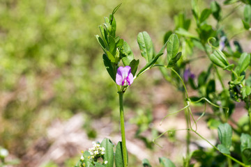 Vicia sativa subsp. nigra