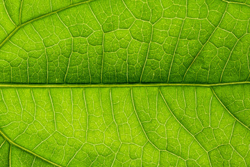 Fototapeta na wymiar Close up photos of leaf patterns