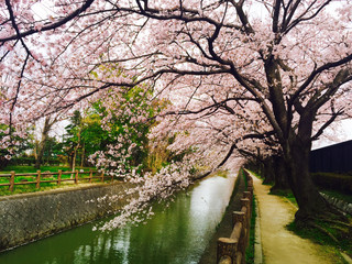 The Cherry Blossoms In The River Of Japan
