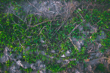 Green grass sprouts texture, background