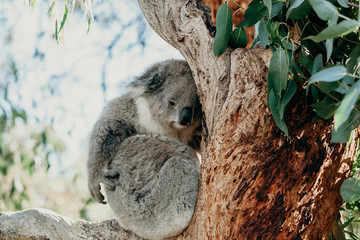 Cute sleepy koala on an eucalyptus tree branch.