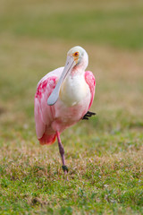 Roseate Spoonbill, Platalea ajaja
