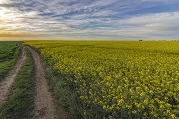 beautiful landscape with country road and blooming rapeseed field
