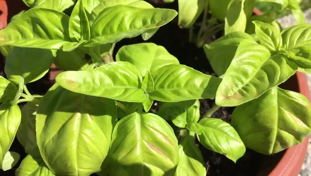 Basilico, Pianta da orto