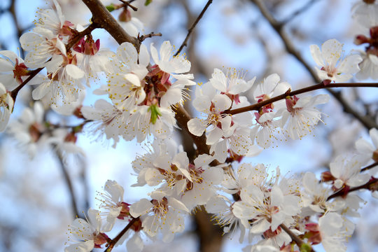 The blossoming apricot ordinary (Prunus armeniaca L.)