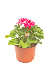 Geranium flower in pot isolated on white background