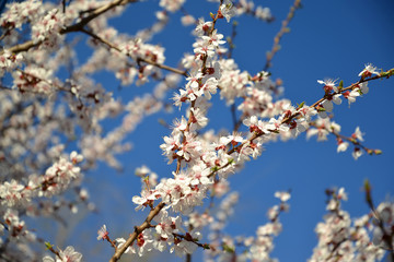Branches of the blossoming apricot ordinary (Prunus armeniaca L.) against the background of the sky