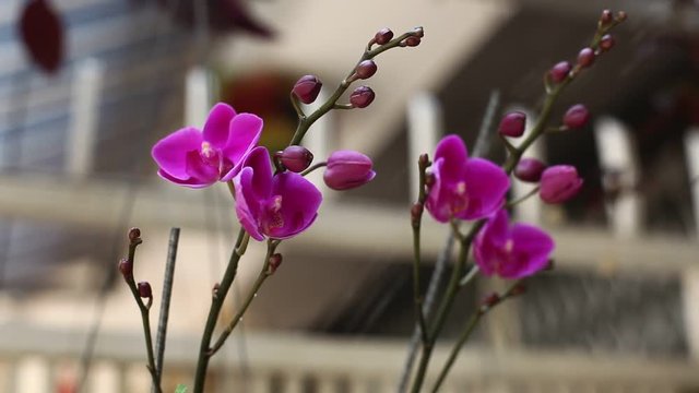 Purple orchids in the garden. Vietnam