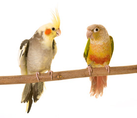 Obraz premium cockatiel and Green-cheeked parakeet