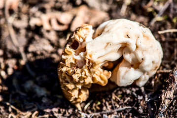 morel mushroom in the spring forest -  outdoor activity and spring season