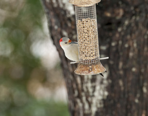 Red-bellied woodpecker feeding in wire feeder in backyard with tree in background
