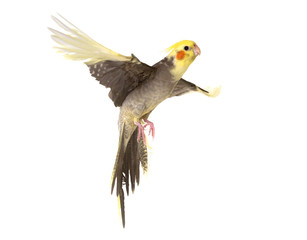 Fototapeta premium cockatiel flying in studio