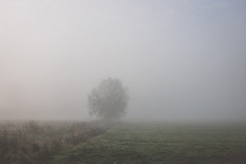 Fototapeta na wymiar One tree in the fog