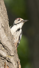 White-backed Woodpecker