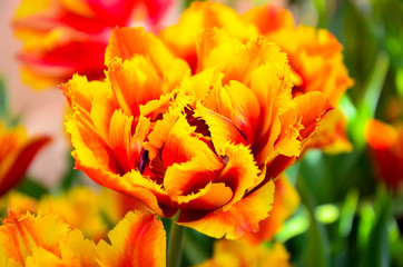 Fire tulips
