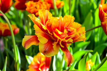 Fire tulips