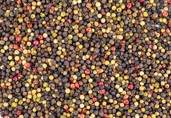 Black pepper (Piper nigrum)