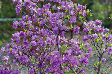 Fototapeta na wymiar Flowers on the tree. Spring flowers
