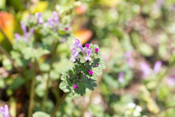 Obraz premium Flower of Lamium purpureum