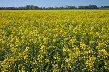 Obraz premium Spring farmland, bright yellow fields of rapeseed flowers