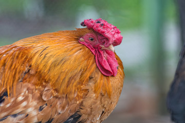 Bright cock