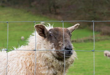 Fototapeta premium Sheep looking through fence