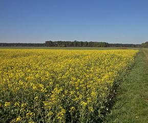 Countryside landscape in spring, canola bright yellow flowers
