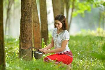 woman rubber tapping in rubber tree row Agricultural,Thailand