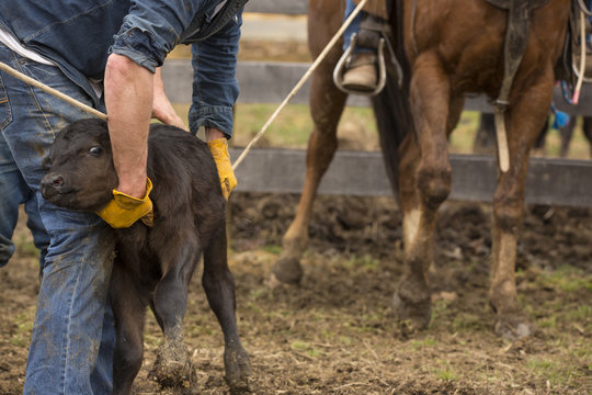 Calves Being Roped For Tagging