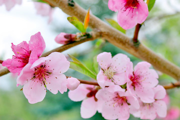 Peach branch blossom