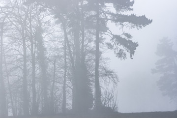 Person walking near trees in thick fog.