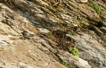 Rocks and Litchen in North Devon, England