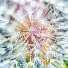 colorful dandelion close up