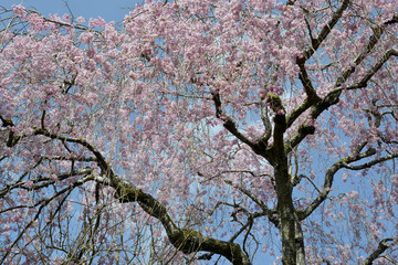 しだれ桜