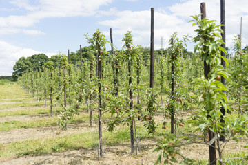 Fototapeta na wymiar Apple orchard in Kent, UK.