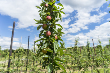 Fototapeta na wymiar Apple orchard in Kent, UK.