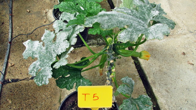 Zucchino coltivato in serra