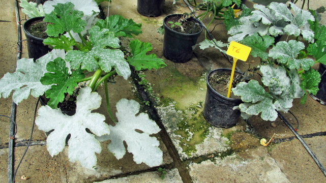 Zucchino coltivato in serra