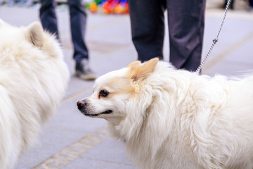 Cute owned dog with the companion of its beloved owner