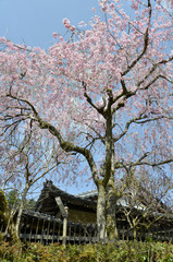 しだれ桜