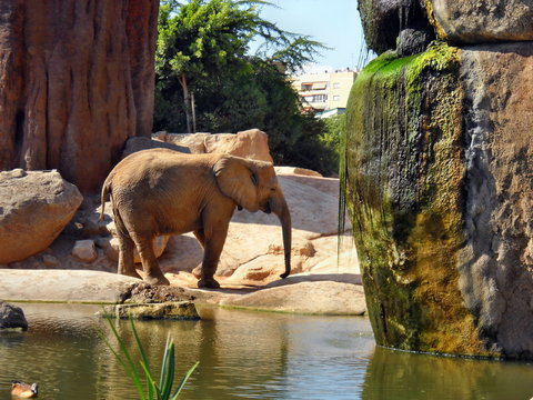 Elefante