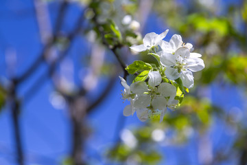 Fresh apple blossoms